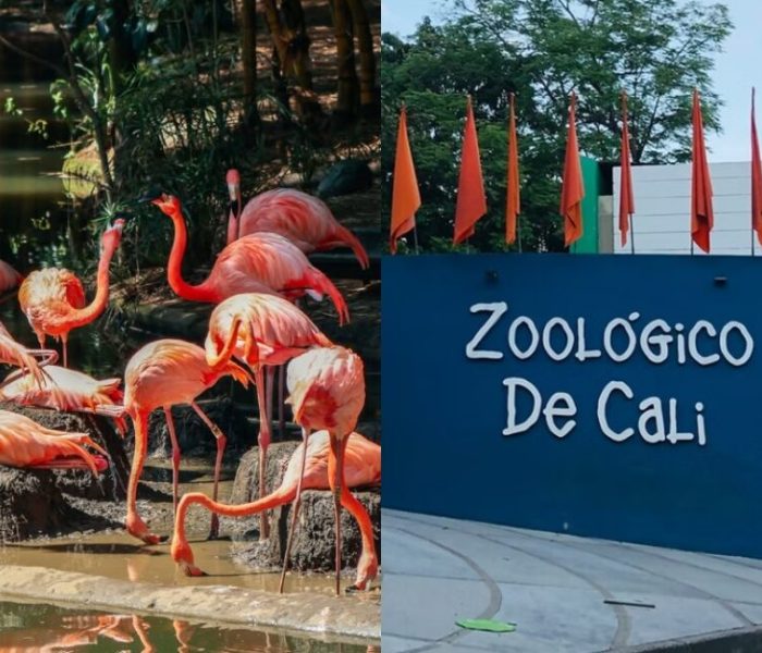 zoologico